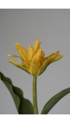 YELLOW SPIDER